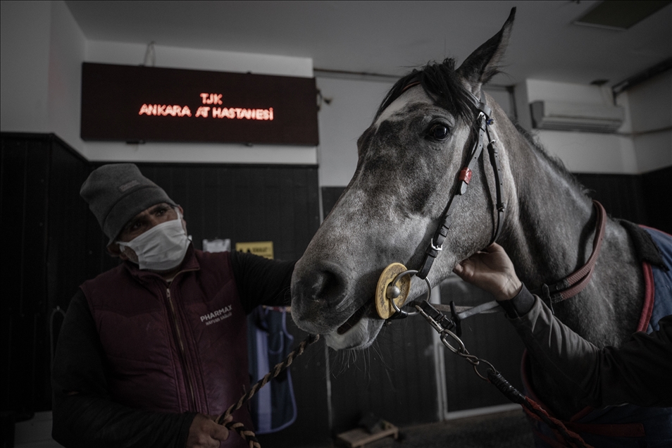 Milyon dolarlık safkan atlar TJK Ankara Hipodrom At Hastanesi'nde özenle tedavi ediliyor