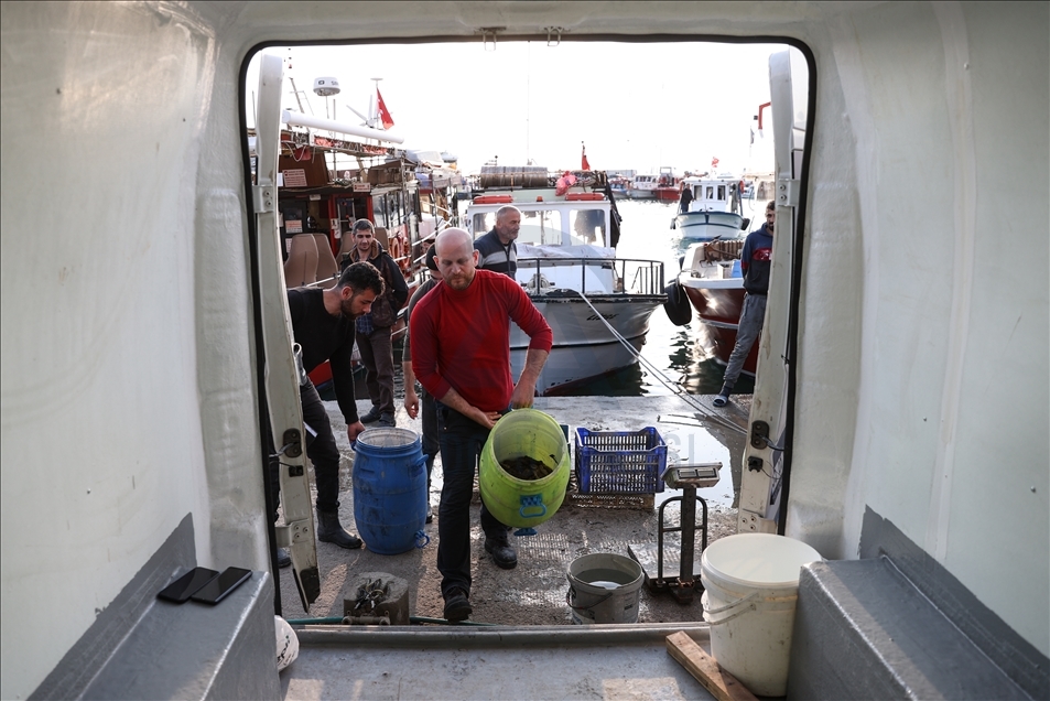 Su altı işçilerinin Uzak Doğu sofraları için deniz patlıcanı mesaisi devam ediyor