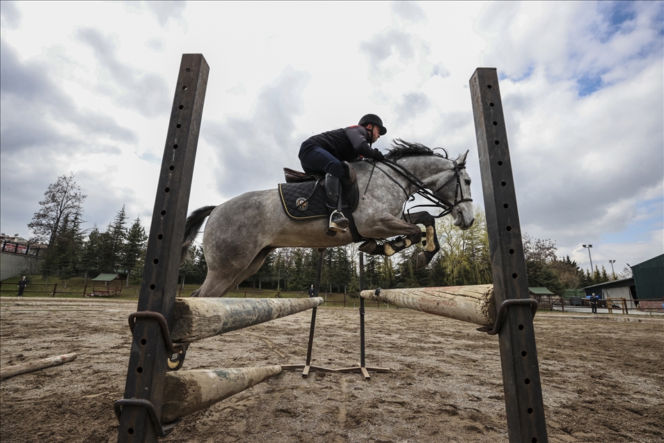 Emniyetin "asil ve yetenekli" atları titizlikle eğitilerek göreve hazırlanıyor