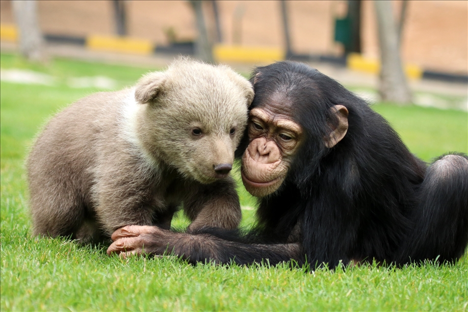 Şempanze "Can" ile yavru ayı "Boncuk"un dostluğu görenleri şaşırtıyor