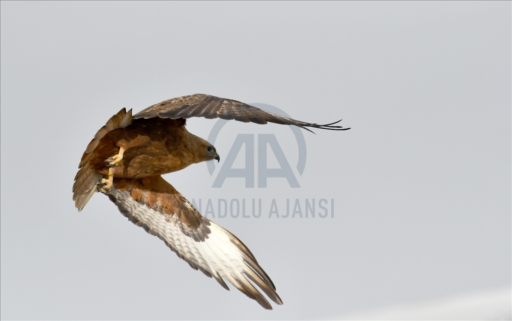 Li Sariqamîşê berf dihele û tebîet bi ser hemdê xwe da tê