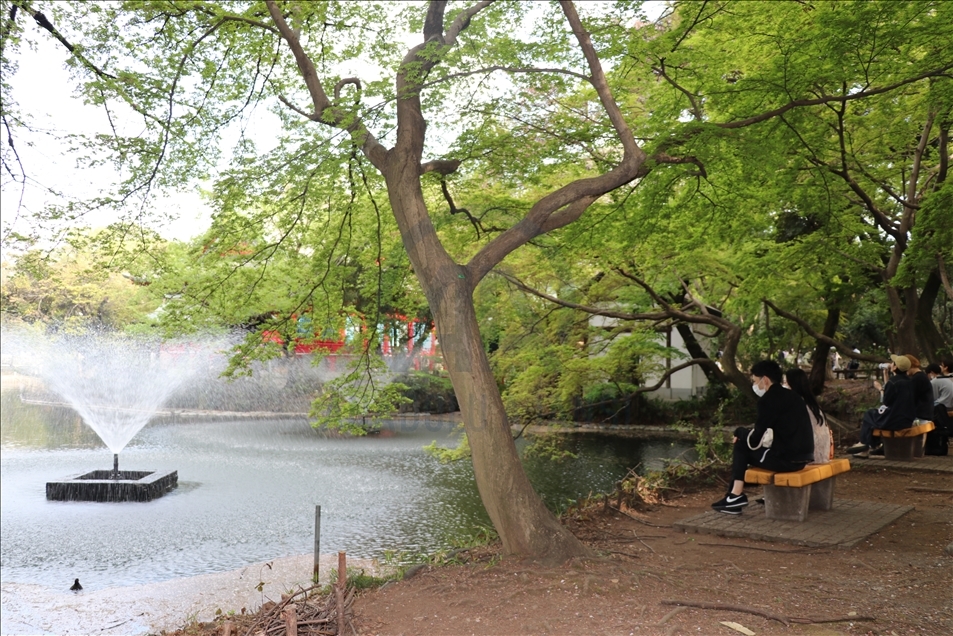 Parku japonez Inokashira tërheq shumë vizitorë me ardhjen e pranverës