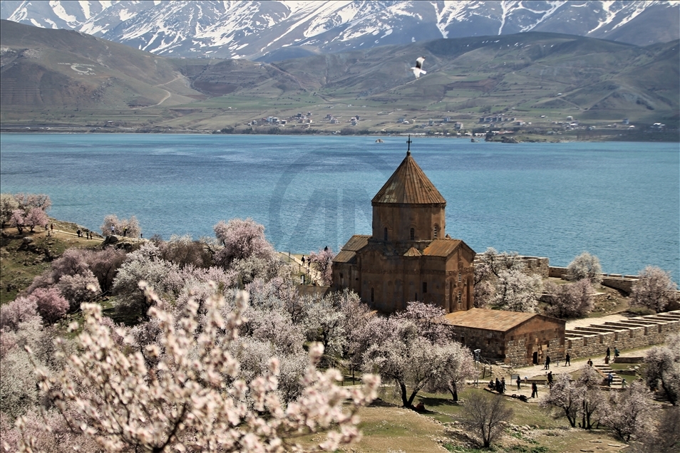 Girava Axtamarê bi kulîlkên darên behîvê xemilî