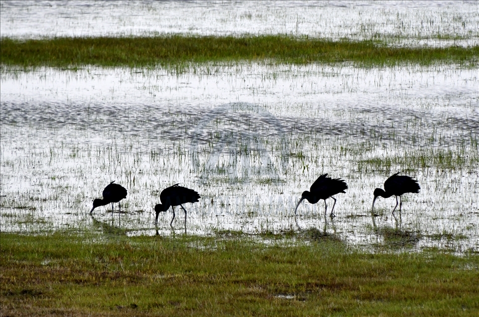 Nature revives after winter in Turkey's Sarikamis