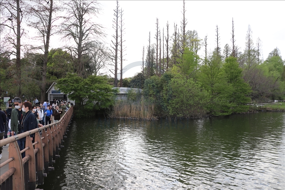 Parku japonez Inokashira tërheq shumë vizitorë me ardhjen e pranverës