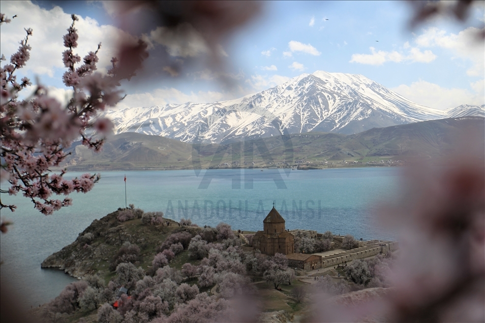 Girava Axtamarê bi kulîlkên darên behîvê xemilî