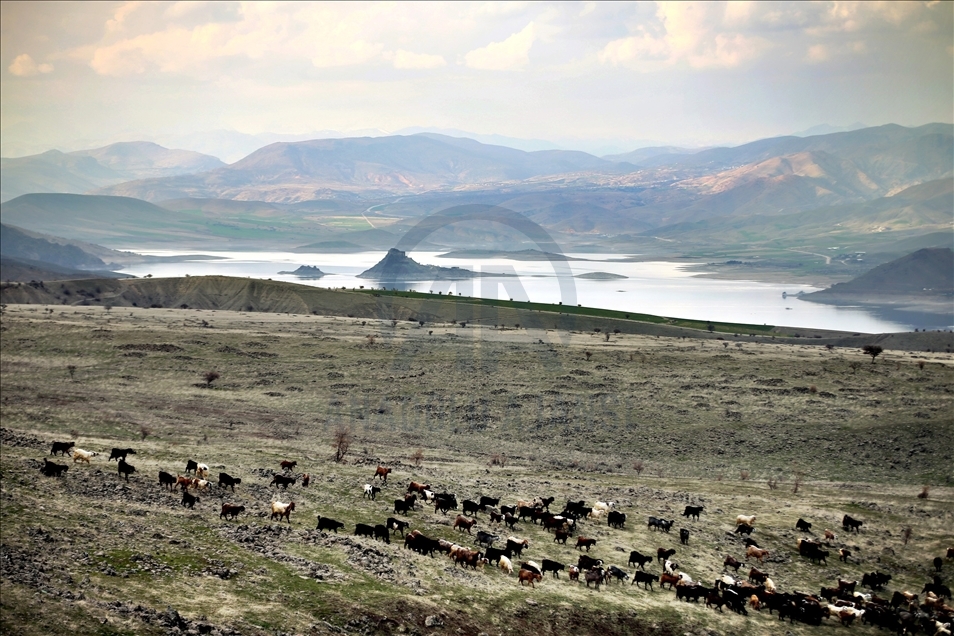 Li Xarpêtê ji ber vîrusa koronayê kuçe û kolan xalî man