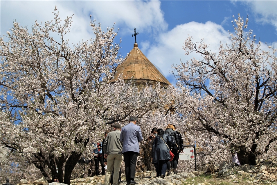 Girava Axtamarê bi kulîlkên darên behîvê xemilî