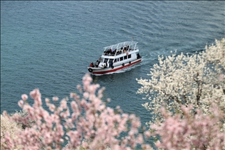 Akdamar Adası çiçek açan badem ağaçlarıyla farklı bir güzelliğe büründü