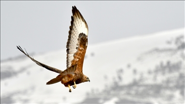 Nature revives after winter in Turkey's Sarikamis