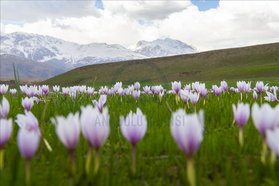 Tuncelî bi kulîlkên mizgîniya biharê xemilî