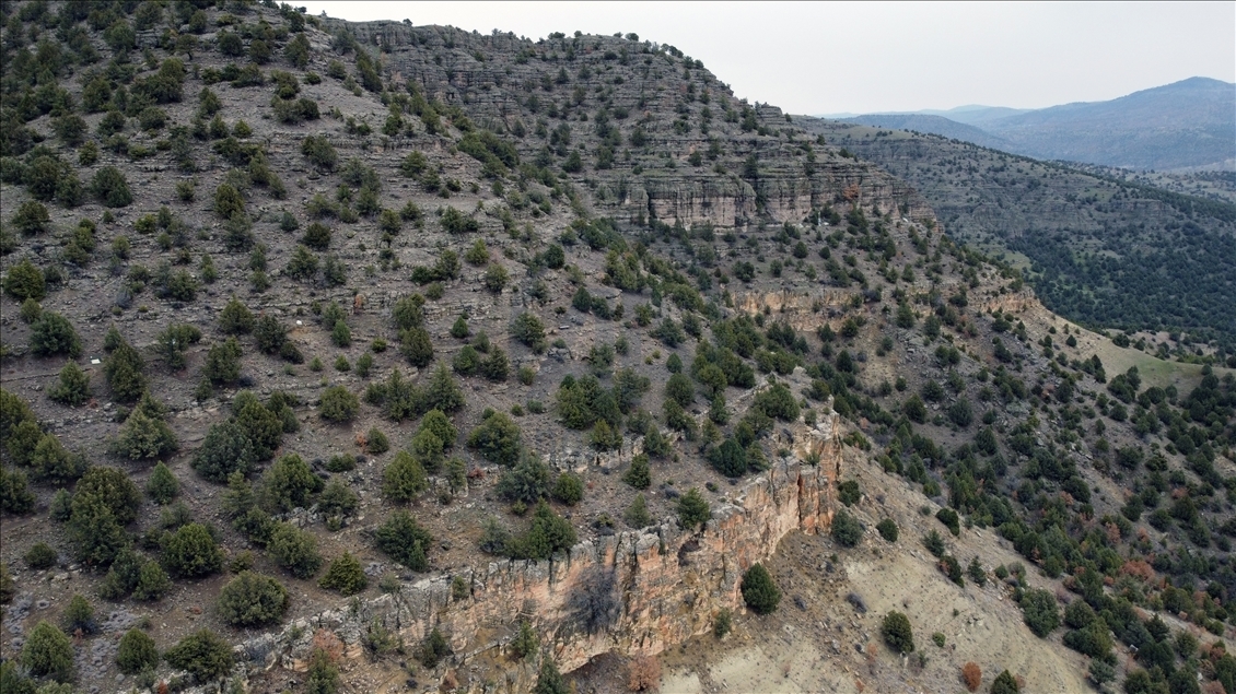 Türkiye'nin "ilk" fosil ormanının UNESCO Dünya Miras Listesi'ne alınması için çalışma başlatıldı