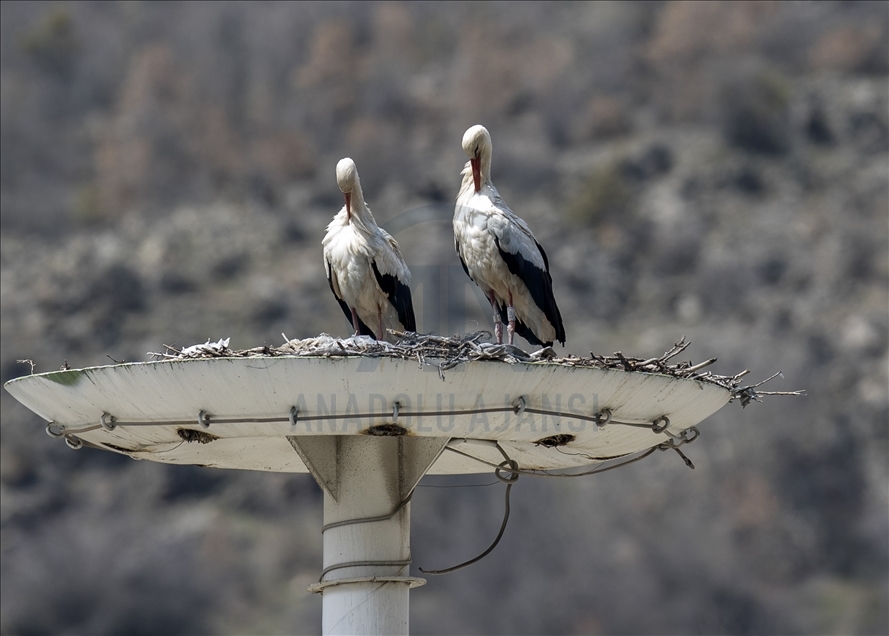 Herald of spring: 'Storks'