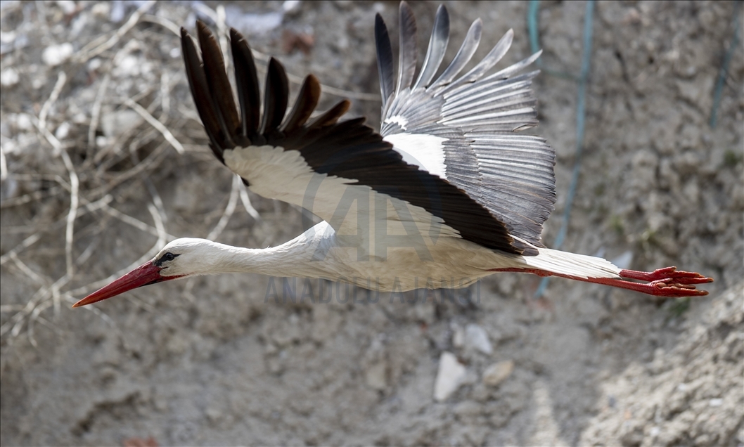 Herald of spring: 'Storks'