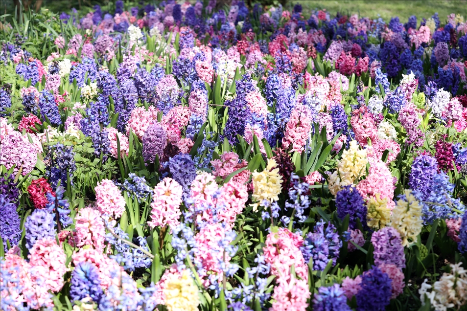 18th international flower exhibition at Grand Bigard Castle in Brussels