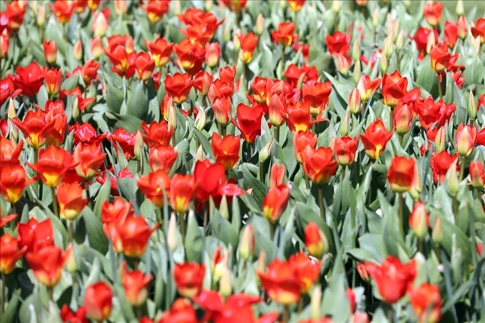 Brüksel’deki çiçek sergisi ziyarete açıldı