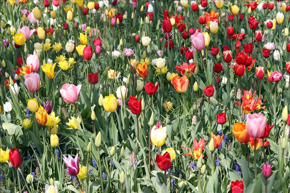 18th international flower exhibition at Grand Bigard Castle in Brussels