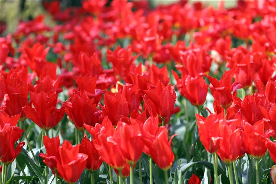 18th international flower exhibition at Grand Bigard Castle in Brussels