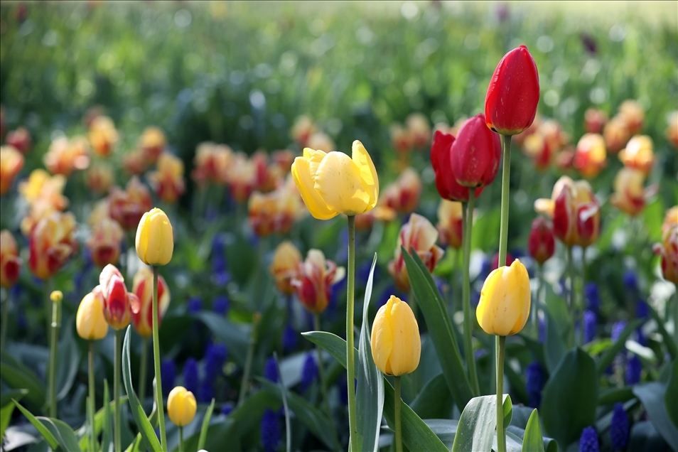 18th international flower exhibition at Grand Bigard Castle in Brussels