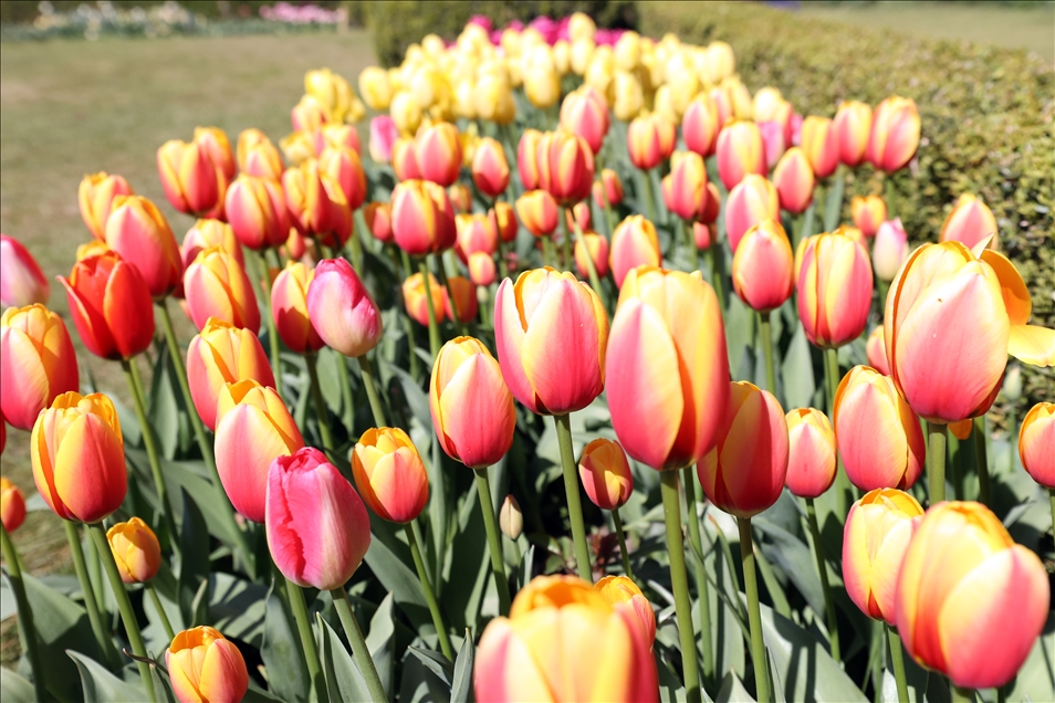 18th international flower exhibition at Grand Bigard Castle in Brussels