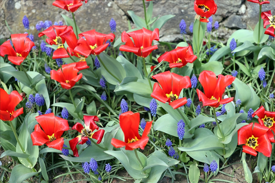 18th international flower exhibition at Grand Bigard Castle in Brussels