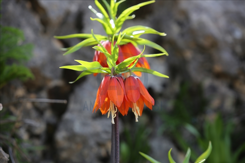 Reverse tulips in Turkey's Diyarbakir