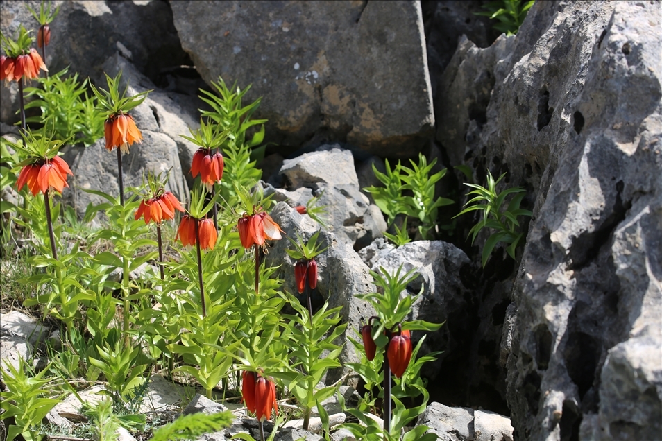 Reverse tulips in Turkey's Diyarbakir