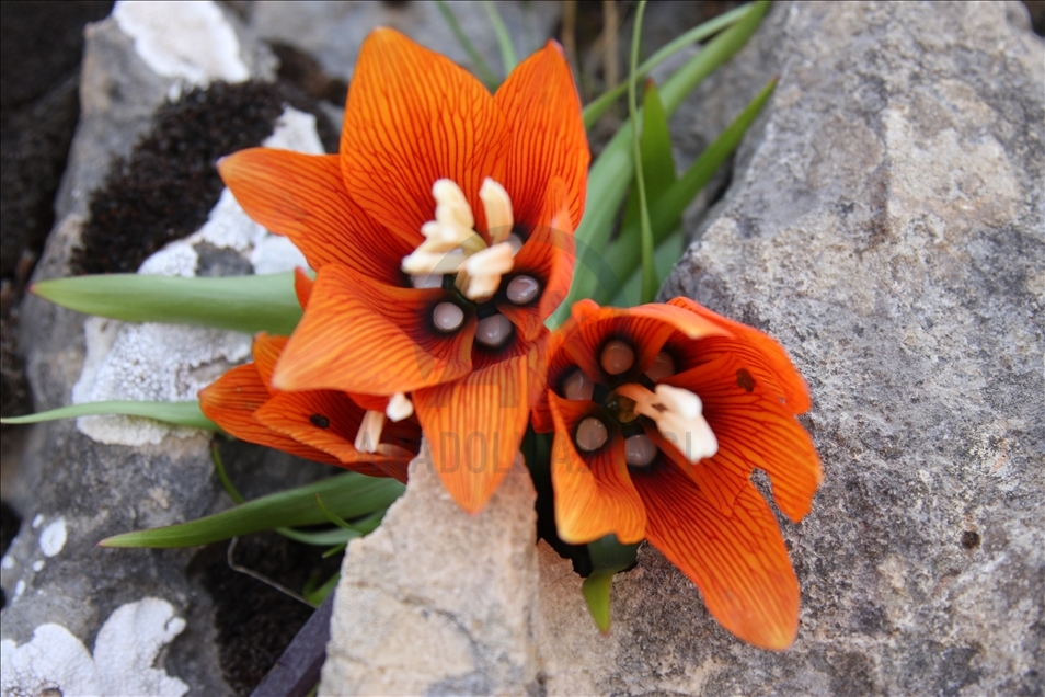 Reverse tulips in Turkey's Diyarbakir