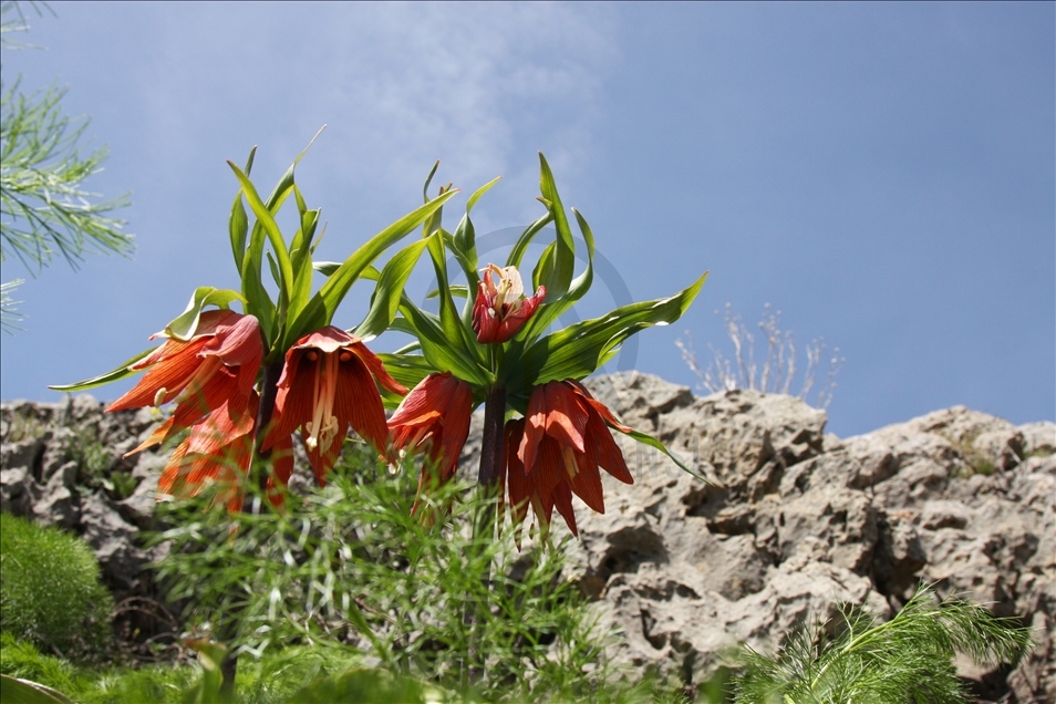 Reverse tulips in Turkey's Diyarbakir