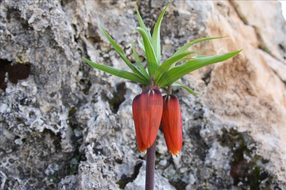 Reverse tulips in Turkey's Diyarbakir