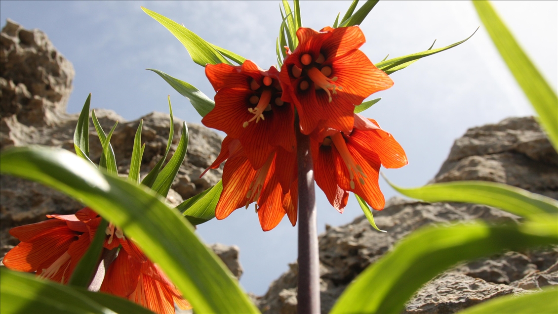 Reverse tulips in Turkey's Diyarbakir