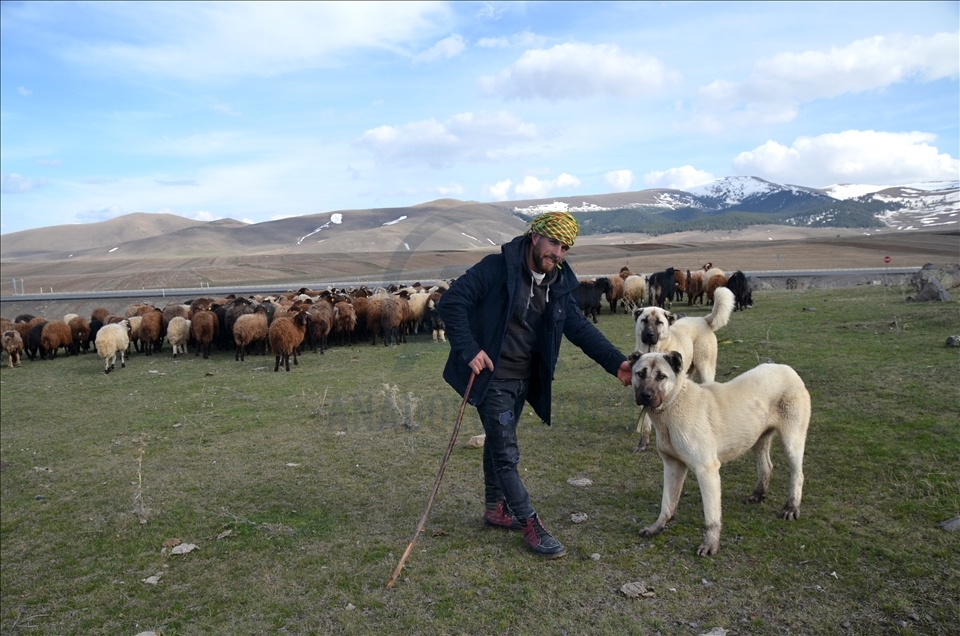 Li Qersê piştî ku dinya germ bû heywandaran pez berda çêre