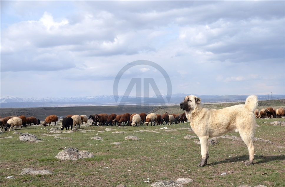 Li Qersê piştî ku dinya germ bû heywandaran pez berda çêre