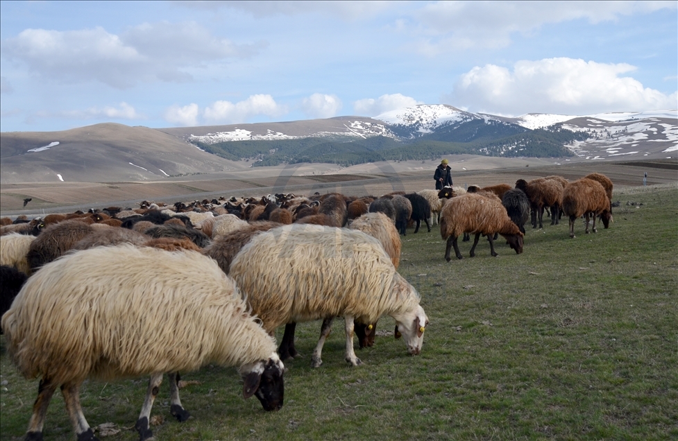 Li Qersê piştî ku dinya germ bû heywandaran pez berda çêre