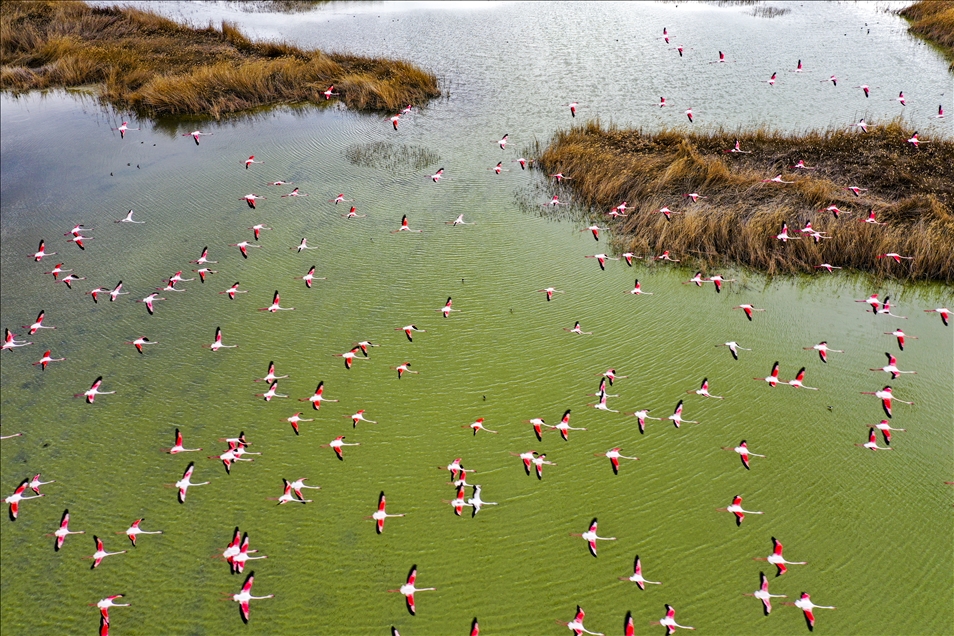Başkentin Flamingoları