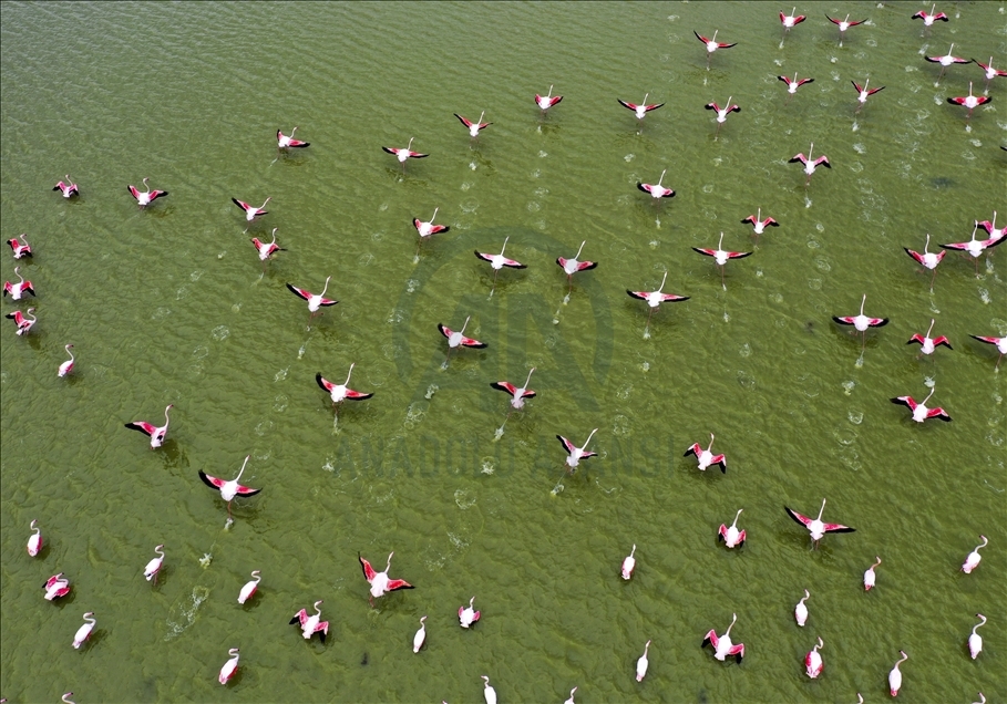 Turkish capital's migrotary birds
