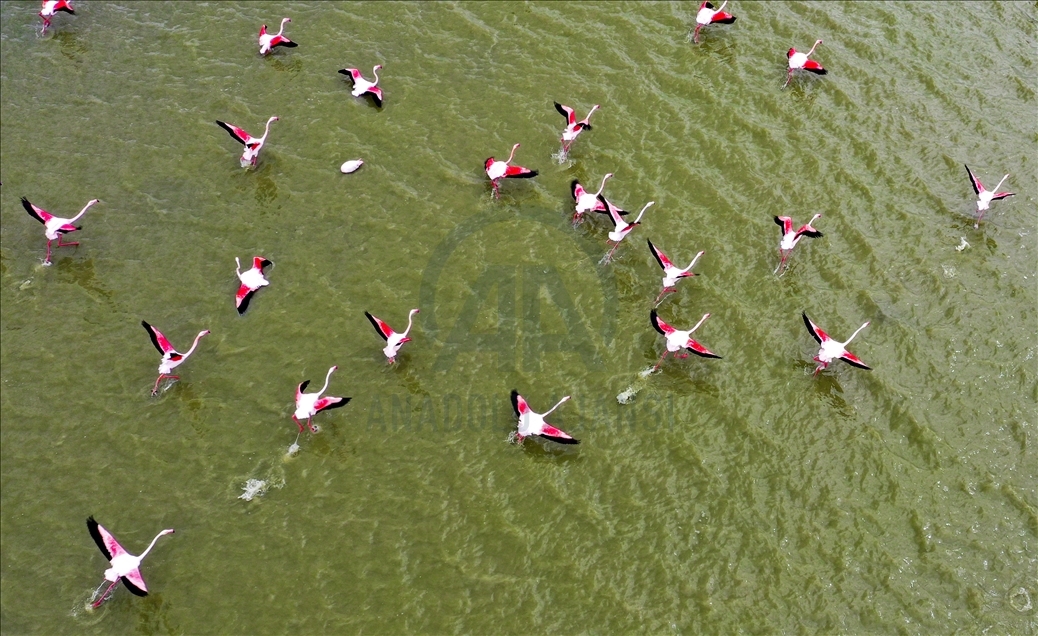 Turkish capital's migrotary birds