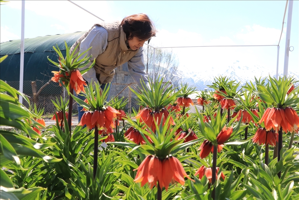 Baharın müjdecisi "ağlayan gelin" tescillenerek süs bitkileri sektörüne kazandırılıyor