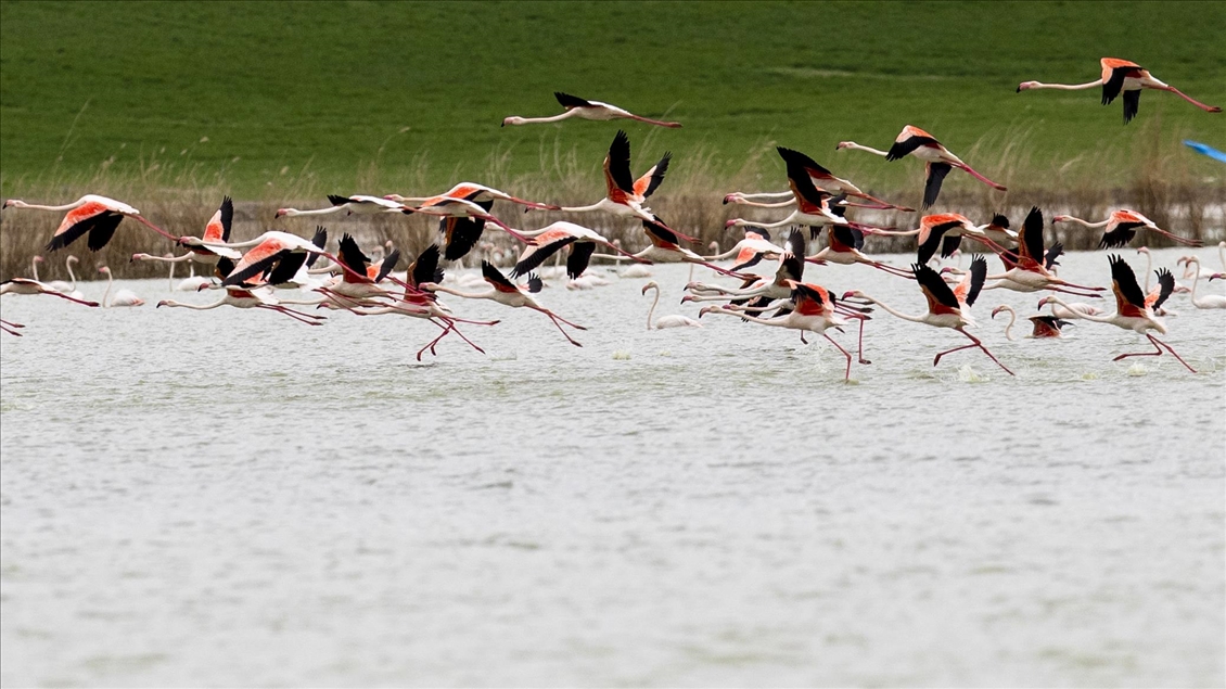 Turkish capital's migrotary birds