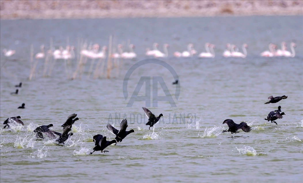 Turkish capital's migrotary birds
