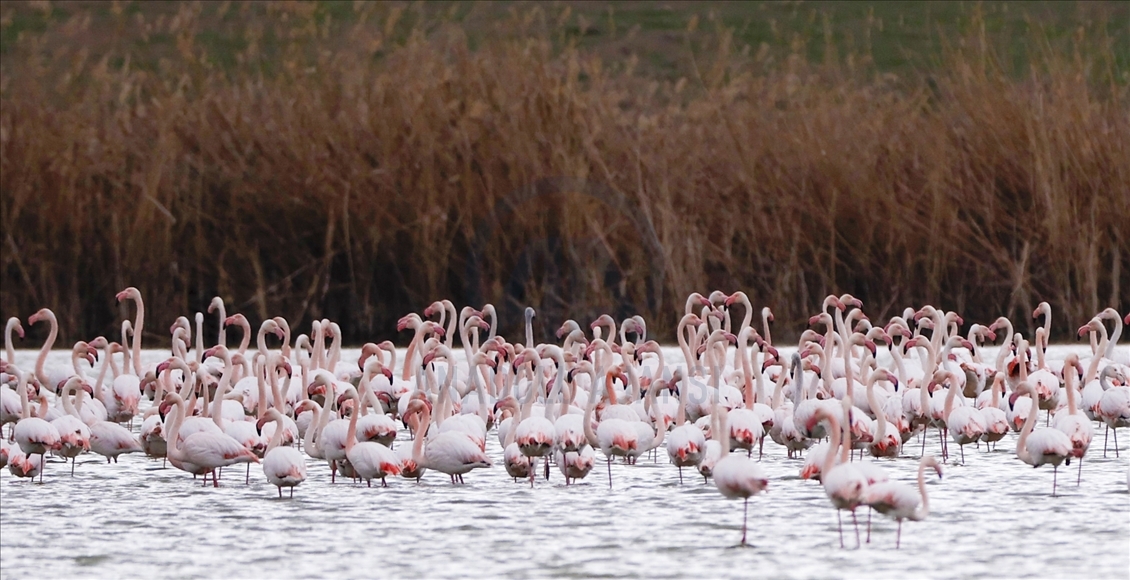Turkish capital's migrotary birds