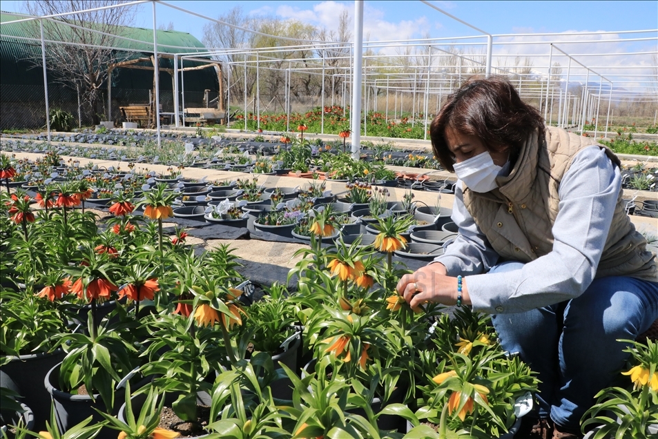 Baharın müjdecisi "ağlayan gelin" tescillenerek süs bitkileri sektörüne kazandırılıyor