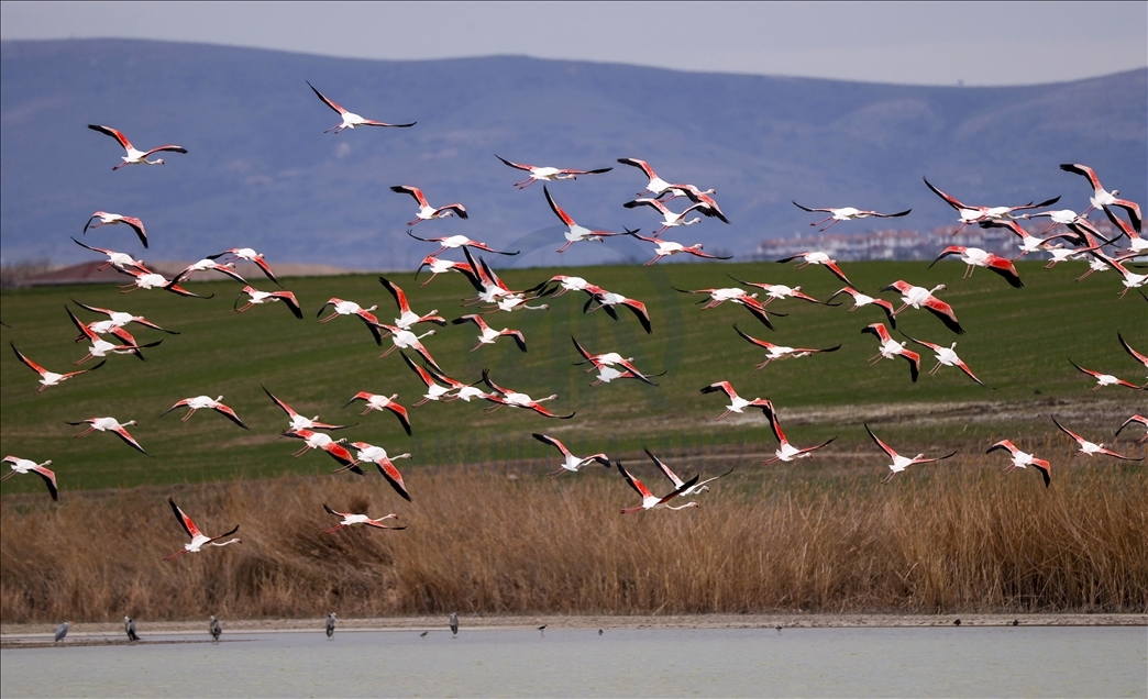 Turkish capital's migrotary birds