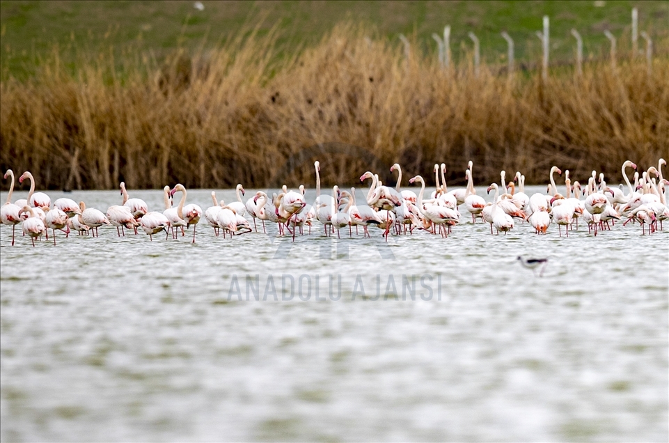Фламинго: экзотические гости Анатолии