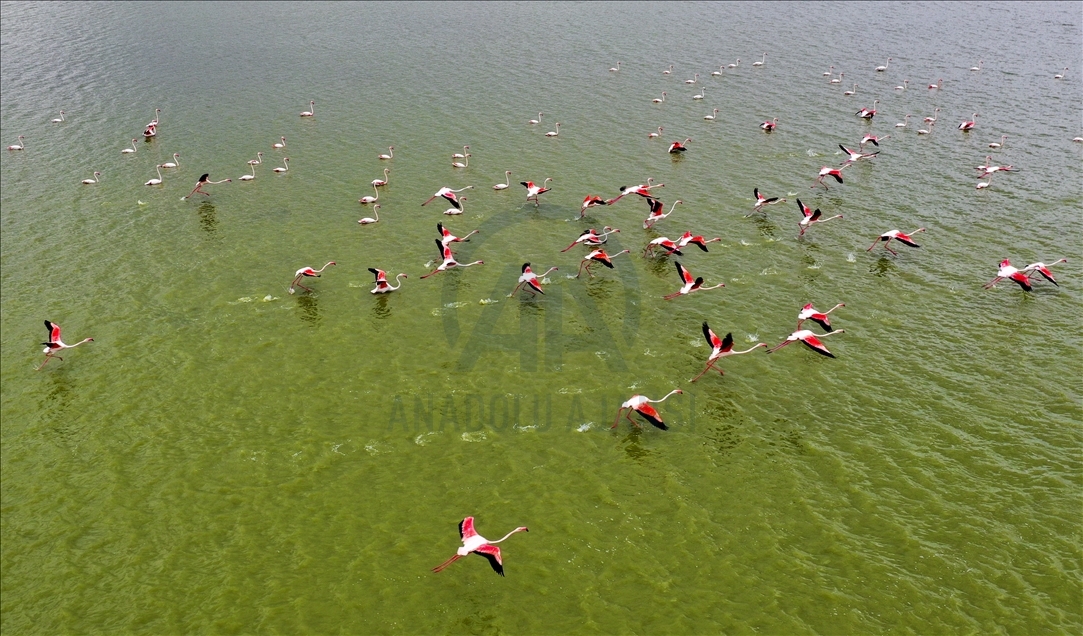 Turkish capital's migrotary birds