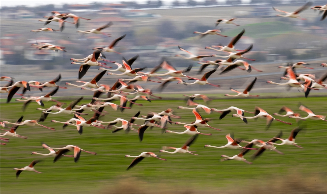 Başkentin Flamingoları