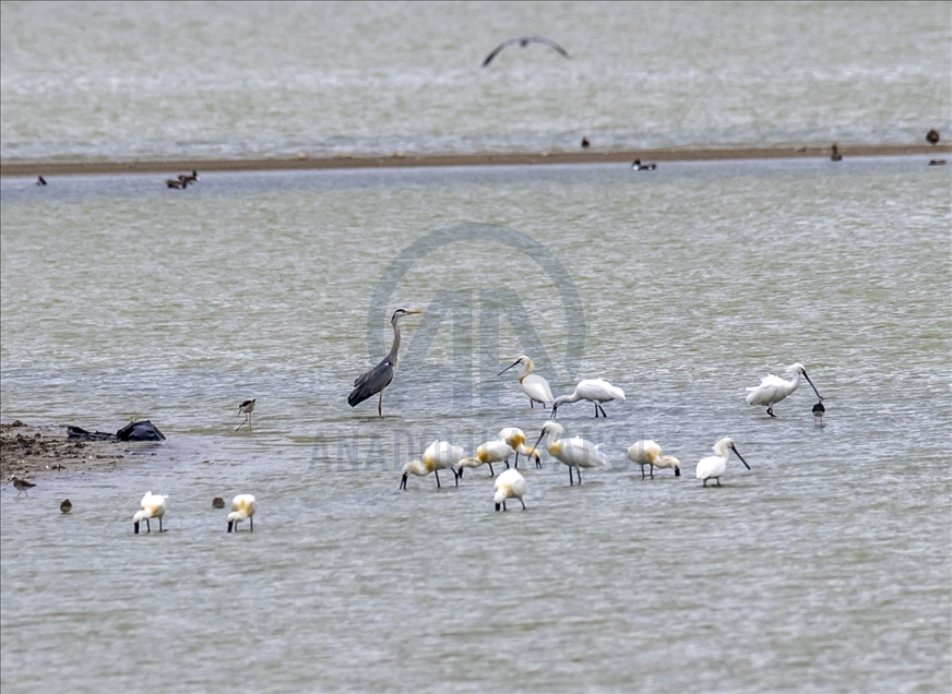 Turkish capital's migrotary birds