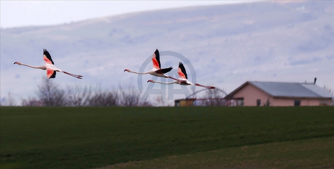 Turkish capital's migrotary birds