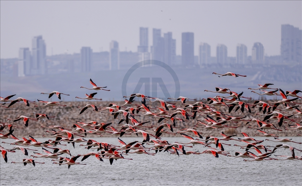 Turkish capital's migrotary birds