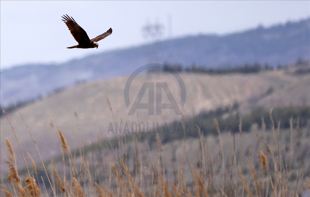 Turkish capital's migrotary birds